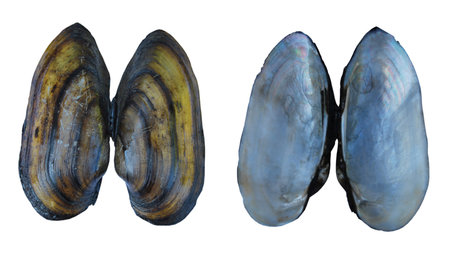 Shell of a river mollusk (Unio) on the outside and inside, isolated on a white background