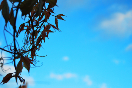 Branch of wild grapes in macro, hanging on blue sky backgroundの写真素材