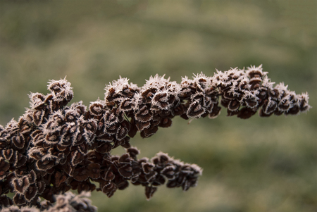 Inflorescence of horse sorrel (Rumex confertus) in late autumn in the frost
の写真素材