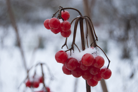 A branch of ripe berries of the Kalina, covered with snow.の写真素材