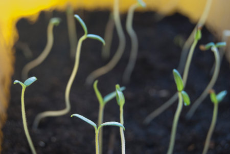 Young sprouts of tomato are drawn to the light. Seedlings of vegetable culture