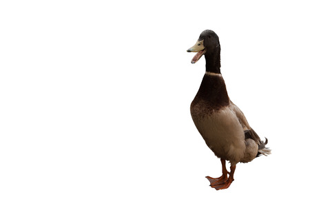 Duck is an Indian slider (Indian Runner). Drake isolated on white background
の写真素材