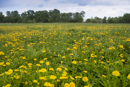 The field is covered with blooming yellow dandelions against the background of a forest and sky with gloomy cloudsの写真素材