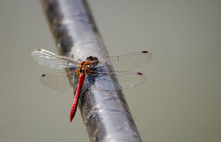 A red dragonfly is sitting quietly on the crossbar