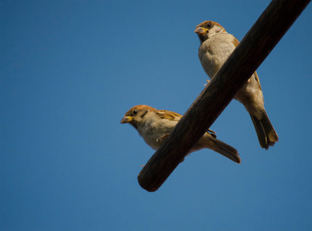 Two young sparrows sit on a wooden pole against the blue sky.