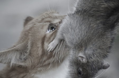 Red-haired young cat caught a big grayish rat. Toned photo.の写真素材