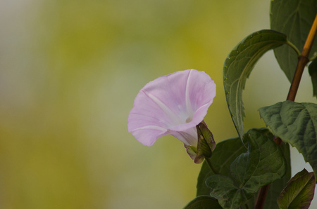 Pink flower of loach on a gentle blurred background.の写真素材
