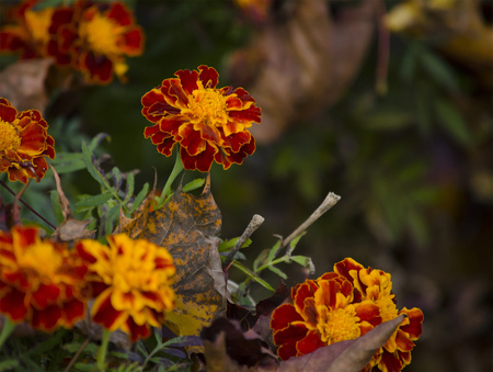 Bush blooms red-yellow marigold (tagetes) in the gardenの写真素材
