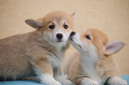 Two welsh corgi pembroke puppies show affection for each other.