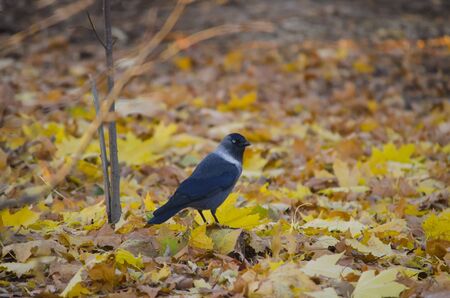 A black jackdaw sits on the ground covered with yellow leavesの写真素材