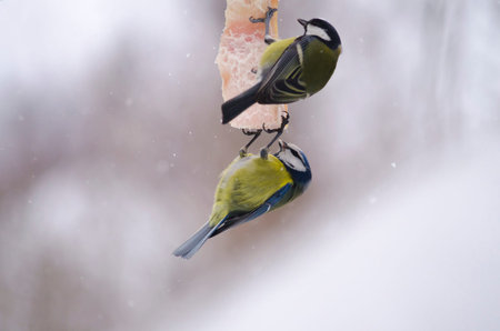 Two titmouse (Parus and Cyanistes caeruleus) eat fat. Help the birds in the winter.の写真素材