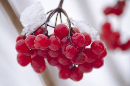 Ripened branch of viburnum with snow. Red berry in the garden in winter.の写真素材