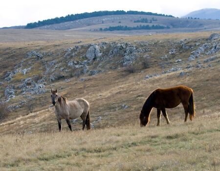 Horses on pastureの写真素材