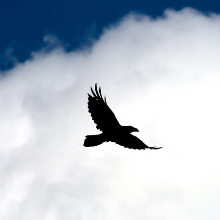 Fly raven.