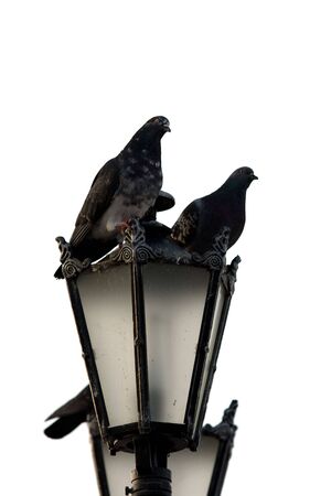 Couple doves be perched on lantern.の写真素材