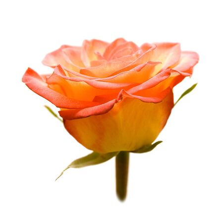 Beautiful rose. Isolated on white background.の写真素材
