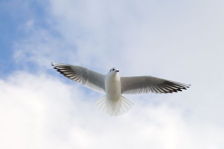 Flying seagull on the sky backgroundの写真素材