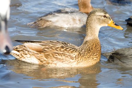 Beautiful duck.の写真素材