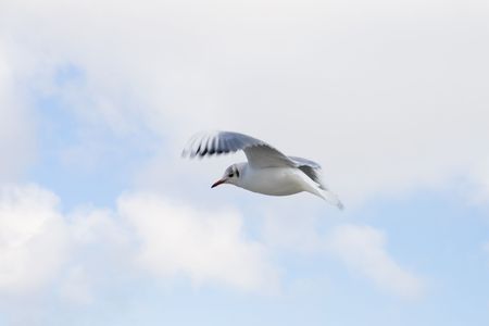 Flying seagull on the sky backgroundの写真素材