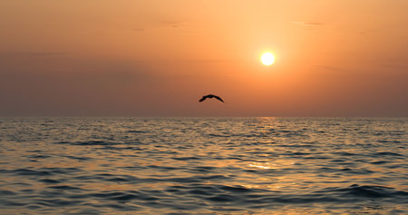 Seagull soaring over the sea at sunsetの写真素材