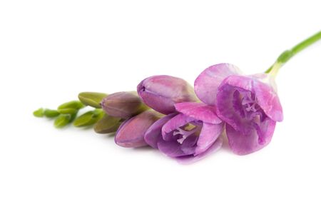 The branch of flowering freesia. Isolated on white background. の写真素材