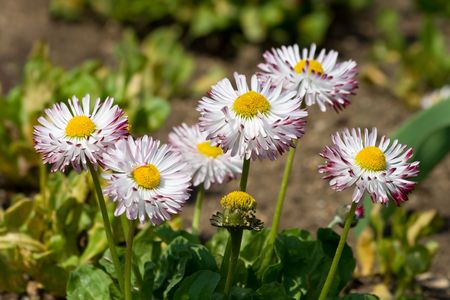 Beautiful daisies blooming in the flower bedの写真素材