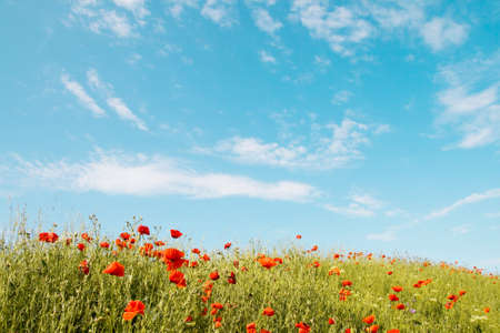 Red poppies on a background of blue sky with cloudsの写真素材