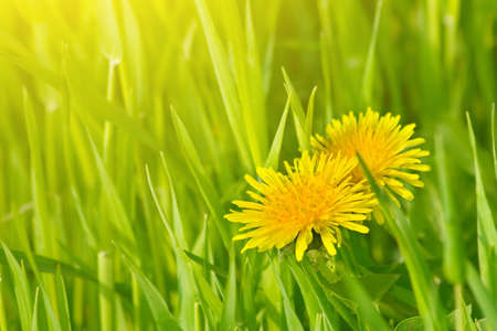 Dandelion flowers in green grassの写真素材