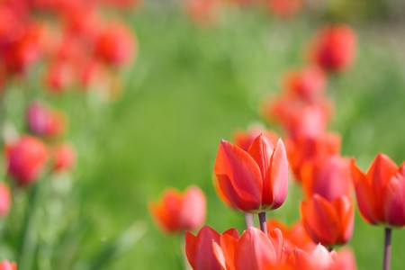 Beautiful red tulips growing in the flowerbedの写真素材