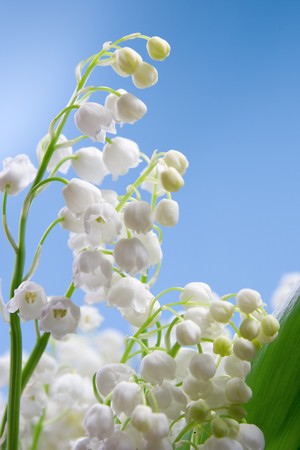 Flower of lily of the valley on a blue backgroundの写真素材
