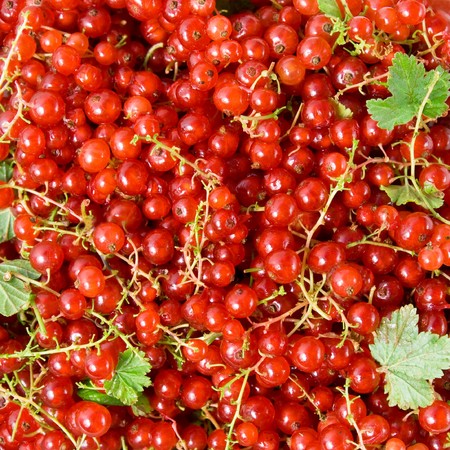 Red currant. Can be used as a background.の写真素材