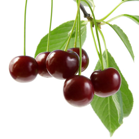 Cherry with green leaves. Isolated on white