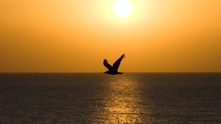 Seagull soaring over the sea at sunset