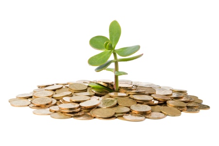 Money Tree (crassula) growing from a pile of coins. Isolated on white background.の写真素材