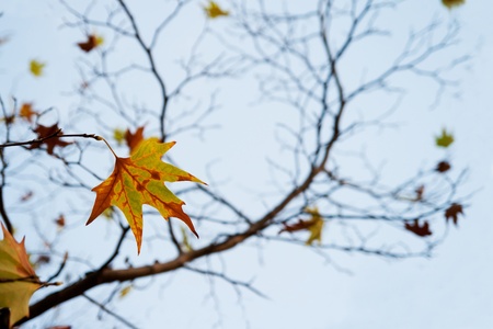 Last autumn leaves on a tree against the skyの写真素材