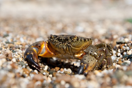 Stone Crab (Eriphia verrucosa) on the background of pebblesの写真素材