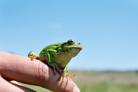 Green frog sitting on a man's hand against the skyの写真素材