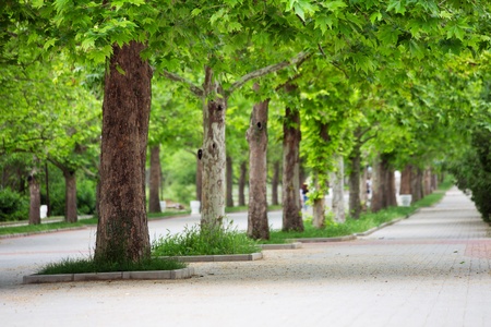 A long alley in the park under the green treesの写真素材