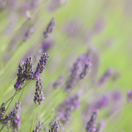 Branches of flowering lavender. Can be used as background の写真素材