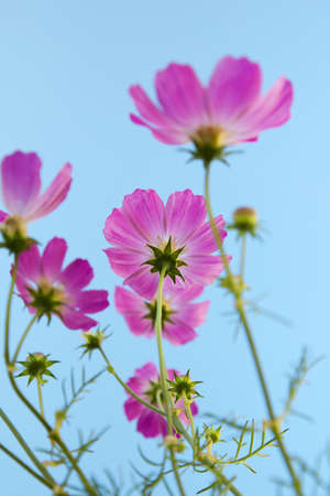Beautiful flowers cosmos against the blue skyの写真素材