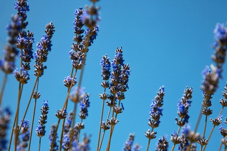 Sprigs of lavender on a background of blue skyの写真素材