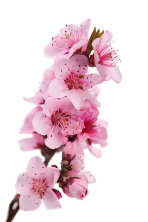 Flowering branch of peach. Isolated on white backgroundの写真素材
