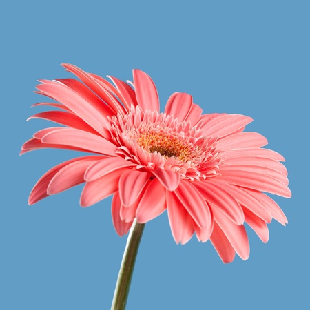 Pink gerbera isolated on blue backgroundの写真素材