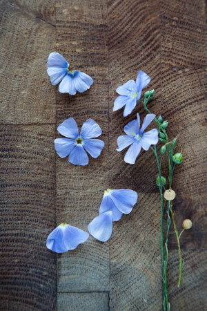 Blue flowers of flax on a wooden boardの写真素材