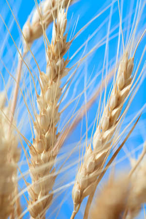 The wheat ears on a blue backgroundの写真素材