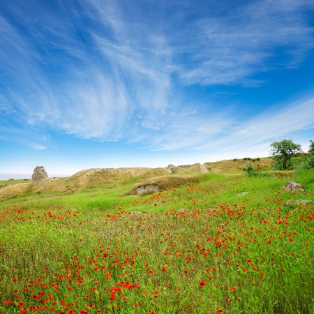 A beautiful field of poppies in a green grass under blue sky with cloudsの写真素材