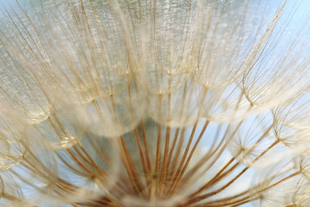 Background of the seeds of a dandelion closeup の写真素材