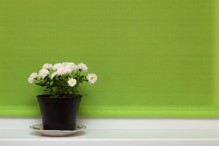 Pot of chrysanthemum flowers on a green backgroundの写真素材