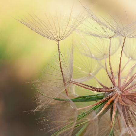 Background of the seeds of a dandelion closeup Background of the seeds of a dandelion closeup