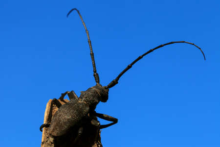 Beetle  Cerambyx cerdo  on a background of blue skyの写真素材